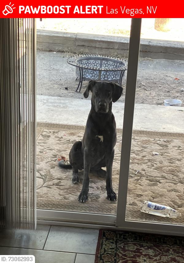 Lost Female Dog last seen Reeder Cir & E Hacienda Ave, Las Vegas, NV 89119