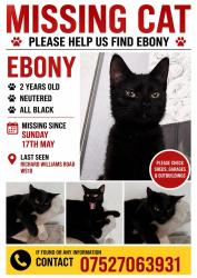 Lost Female Cat last seen Moor st/ Richard Williams rd/ kilvert rd, West Midlands, England WS10