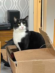 Lost Male Cat last seen Lindon homes, Keresley End, England CV7 8HY