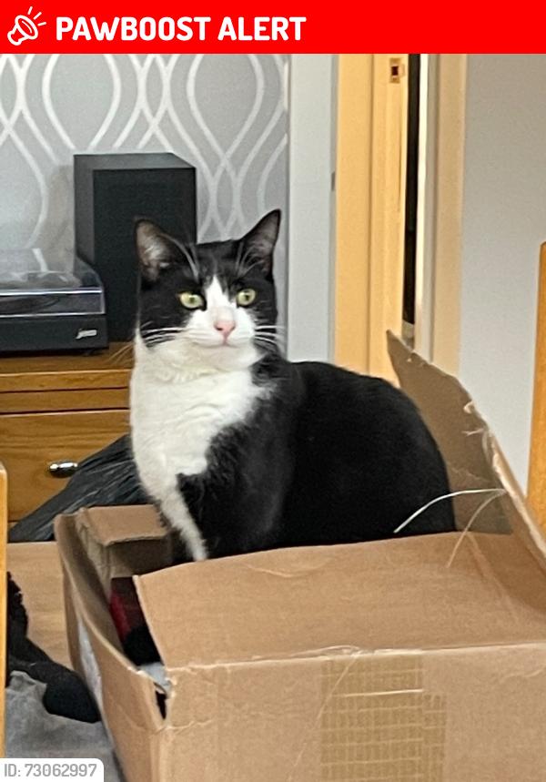 Lost Male Cat last seen Lindon homes, Keresley End, England CV7 8HY