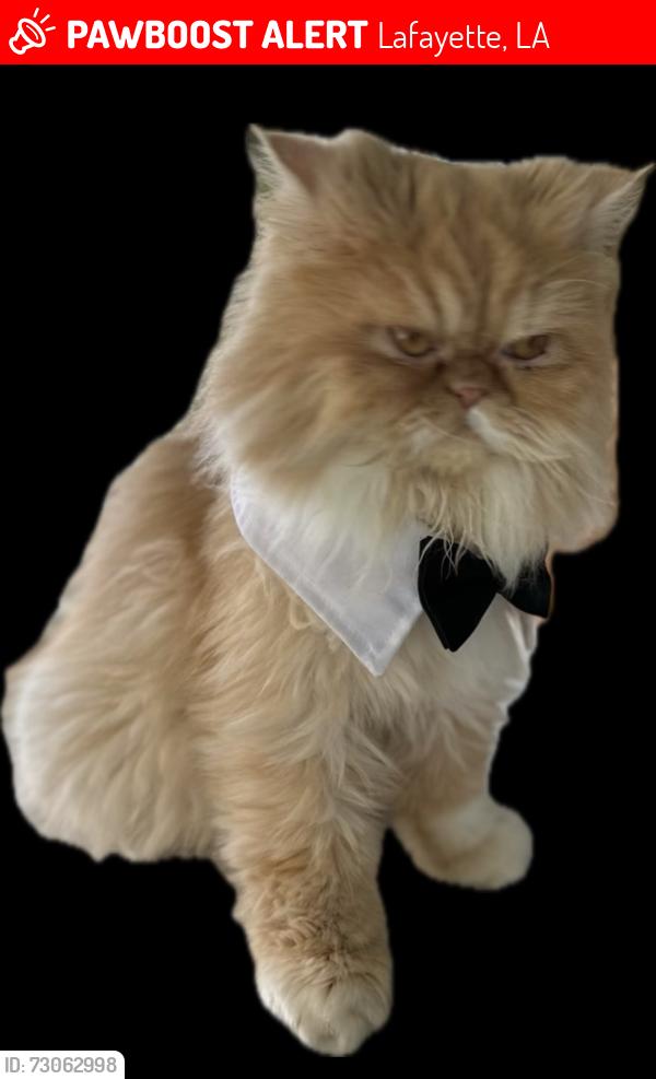 Lost Male Cat last seen Fernwood area, Lafayette, LA 70503