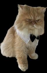 Lost Male Cat last seen Fernwood area, Lafayette, LA 70503