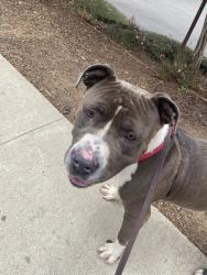 Shelter Stray Male Dog last seen Near Soledad Road, San Diego, CA, 92109, 5500 Gaines St, San Diego, CA 92110, USA