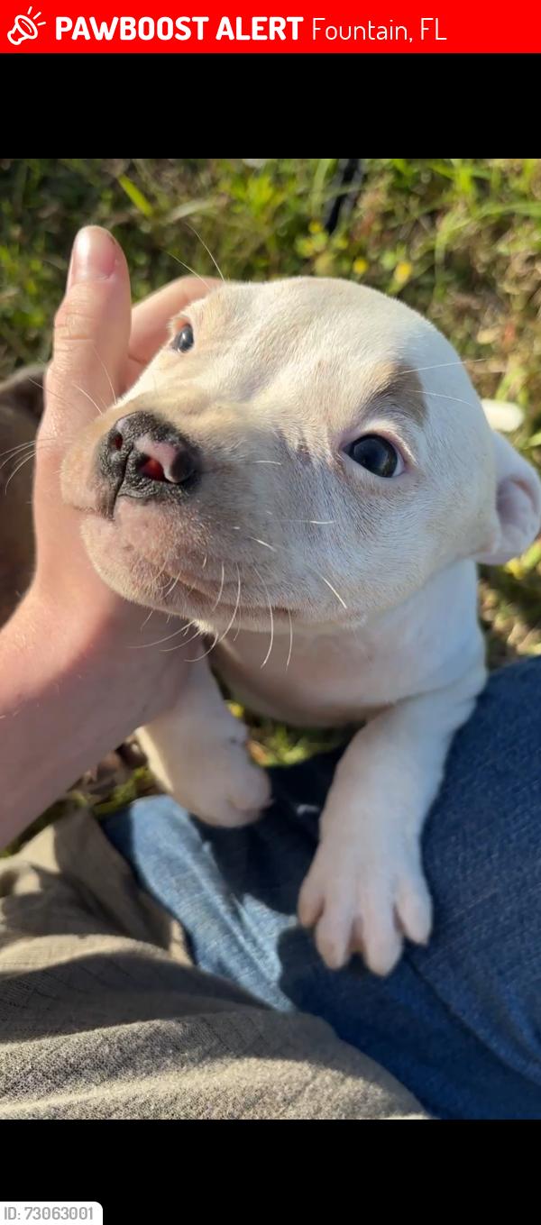 Lost Female Dog last seen Cowels and Silverlake, Fountain, FL 32438