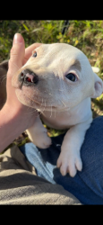 Lost Female Dog last seen Cowels and Silverlake, Fountain, FL 32438