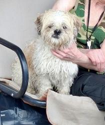 Reunited Male Dog last seen Knorr and Torresdale , Philadelphia, PA 19114