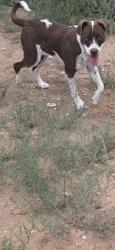Lost Female Dog last seen Grissom st odessa tx, Ector County, TX 79766