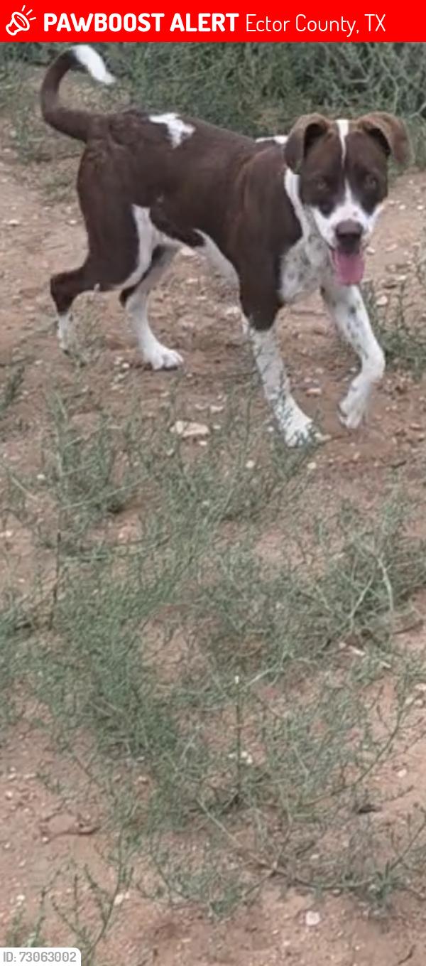 Lost Female Dog last seen Grissom st odessa tx, Ector County, TX 79766