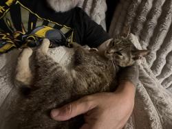 Reunited Female Cat last seen Birch street and second street , Monroe, NJ 08094