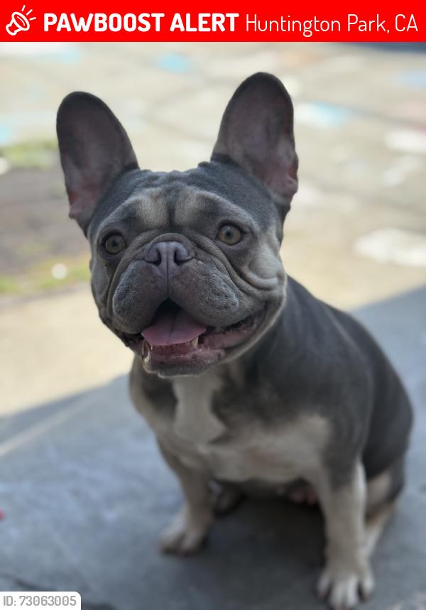 Lost Female Dog last seen Actoss from St matthis, Huntington Park, CA 90255