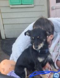 Reunited Female Dog last seen King rs, San Jose, CA 95122