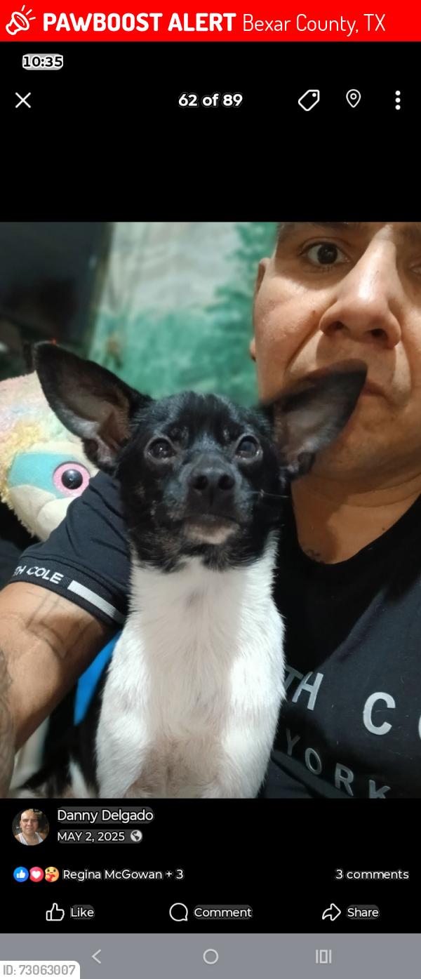 Lost Male Dog last seen Chevron off rigsby, Bexar County, TX 78220