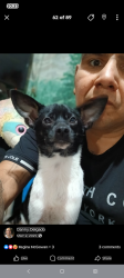 Lost Male Dog last seen Chevron off rigsby, Bexar County, TX 78220