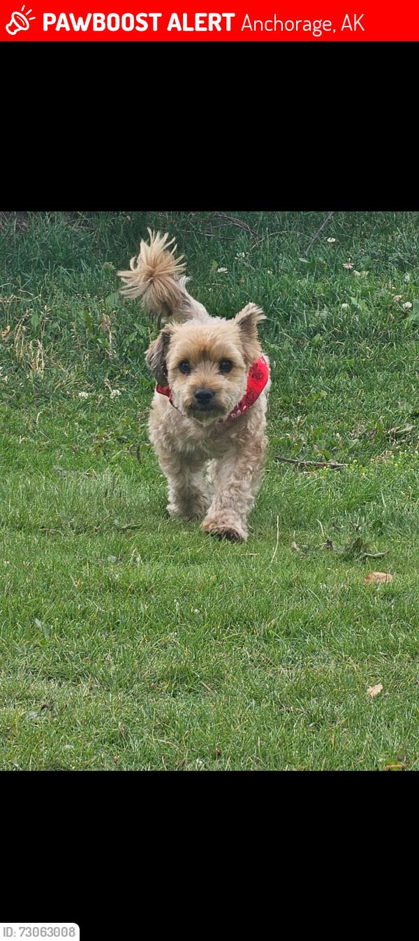 Lost Male Dog last seen Mila St.& Winding Way, Anchorage, AK 99504