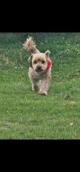 Lost Male Dog last seen Mila St.& Winding Way, Anchorage, AK 99504
