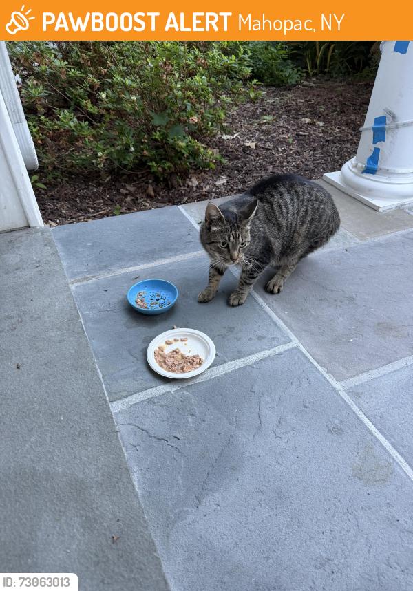 Found/Stray Unknown Cat last seen Pouting Rock Rd, Mahopac, NY 10541