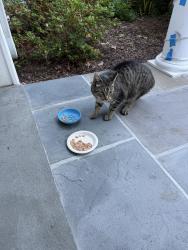 Found/Stray Unknown Cat last seen Pouting Rock Rd, Mahopac, NY 10541