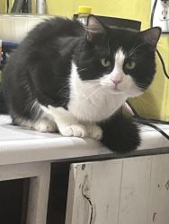 Lost Male Cat last seen Saluda confluence recreation area, Greenville County, SC 29690
