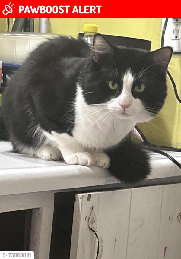 Lost Male Cat last seen Saluda confluence recreation area, Greenville County, SC 29690