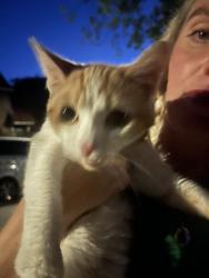 Found/Stray Female Cat last seen Central Hill est, Norwood, England SE19 1JS