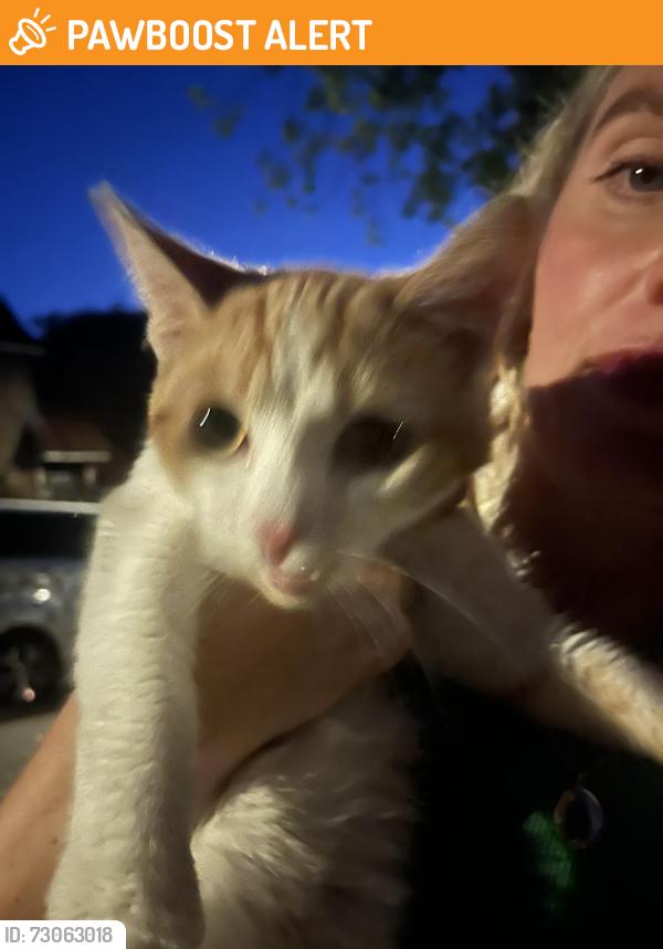 Found/Stray Female Cat last seen Central Hill est, Norwood, England SE19 1JS