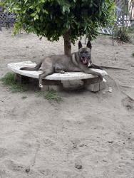Lost Female Dog last seen In between santa fe and long beach blvd in the city of South Gate on Orchard pl, South Gate, CA 90280