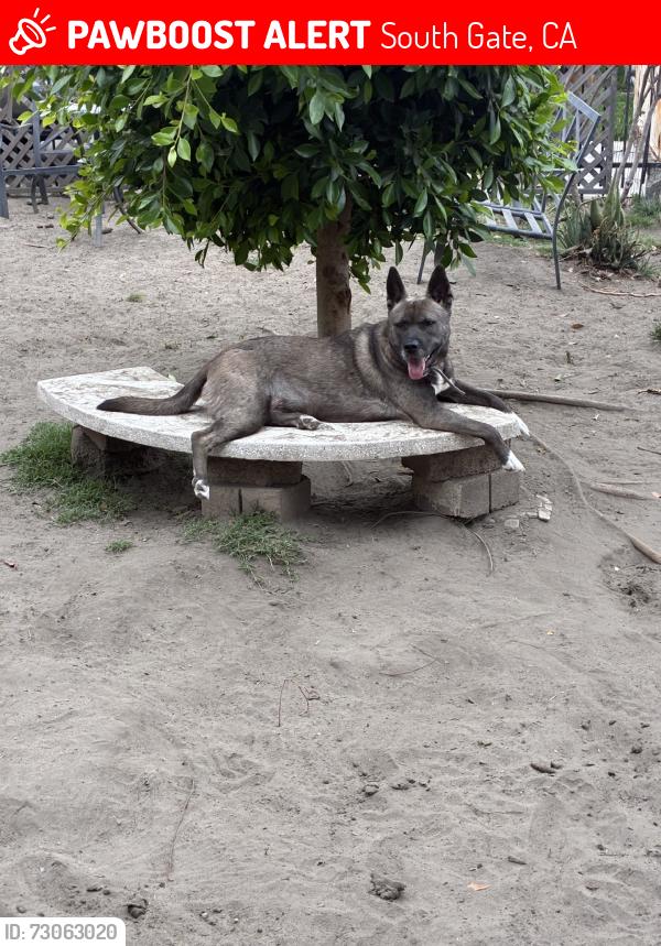 Lost Female Dog last seen In between santa fe and long beach blvd in the city of South Gate on Orchard pl, South Gate, CA 90280