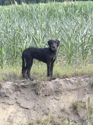 Found/Stray Unknown Dog last seen River rd, Bladen County, NC 28399