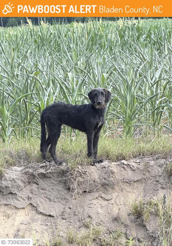 Found/Stray Unknown Dog last seen River rd, Bladen County, NC 28399