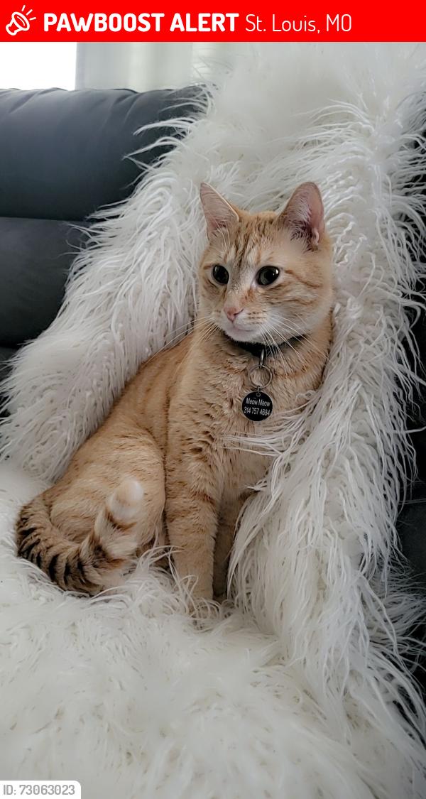 Lost Male Cat last seen Bellefontaine and Chambers family dollar, St. Louis, MO 63137