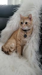 Lost Male Cat last seen Bellefontaine and Chambers family dollar, St. Louis, MO 63137