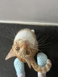 Reunited Male Cat last seen prospect row chatham kent , Medway, England 
