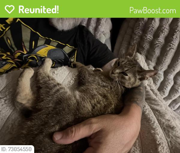 Reunited Female Cat last seen Birch street and second street , Monroe, NJ 08094