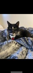 Reunited Male Cat last seen Near Norfen Rd, Halethorpe, MD 21227, USA, Baltimore Highlands, MD 21227