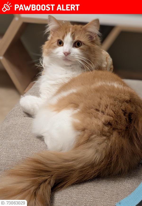 Lost Male Cat last seen Sa133py, Cymmer, Wales SA13 3PB