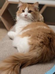 Lost Male Cat last seen Sa133py, Cymmer, Wales SA13 3PB