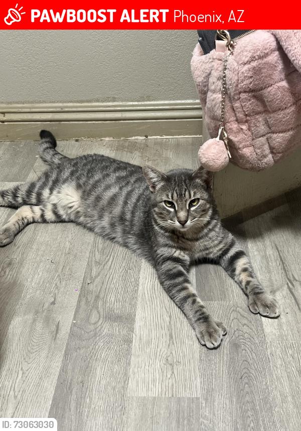 Lost Male Cat last seen Mobile and Roeser, Phoenix, AZ 85040