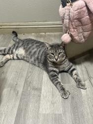 Lost Male Cat last seen Mobile and Roeser, Phoenix, AZ 85040