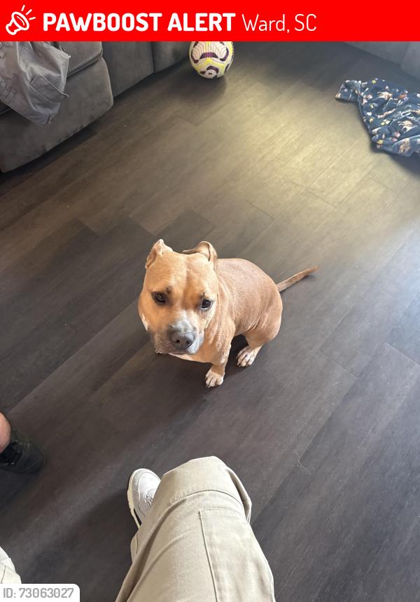 Lost Female Dog last seen Peach Tree St, Spann Road, Neighbors street, Ward, SC 29166