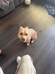 Lost Female Dog last seen Peach Tree St, Spann Road, Neighbors street, Ward, SC 29166