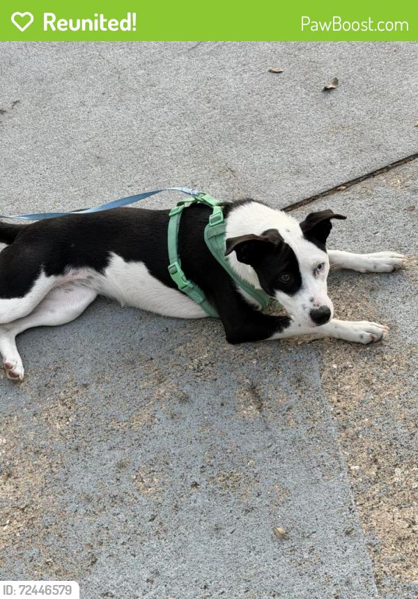 Reunited Unknown Dog last seen Koutnik RD SE and Eldron SE, Palm Bay, FL 32909