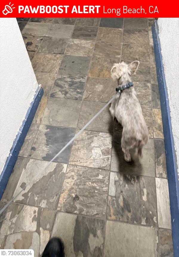Lost Male Dog last seen Willow and golden, Long Beach, CA 90806
