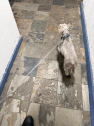Lost Male Dog last seen Willow and golden, Long Beach, CA 90806
