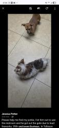 Lost Male Dog last seen 99th and lower Buckeye, Tolleson, AZ 85353