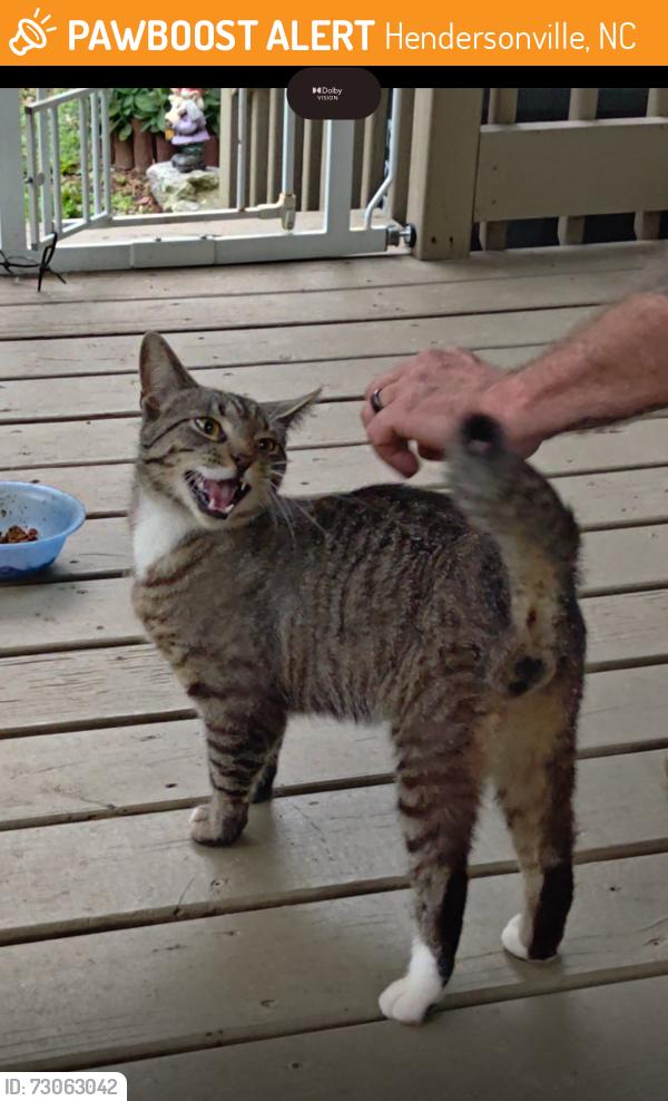Found/Stray Male Cat last seen Near ridge road Hendersonville nc 28792, Hendersonville, NC 28792