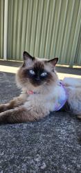 Lost Male Cat last seen Short street, Riverwood, NSW 2210