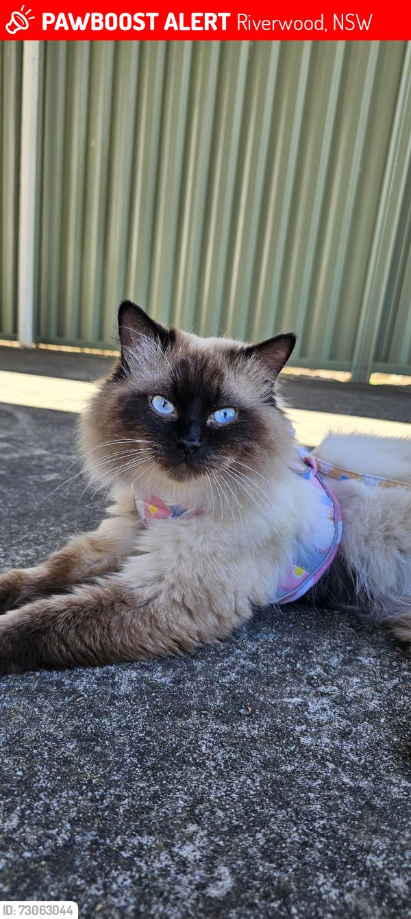 Lost Male Cat last seen Short street, Riverwood, NSW 2210