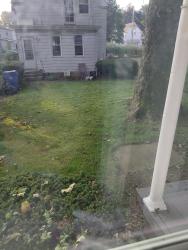 Found/Stray Unknown Cat last seen West 54th and Carlos ..?, Cleveland, OH 44102
