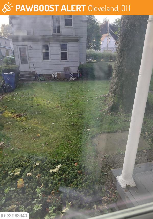 Found/Stray Unknown Cat last seen West 54th and Carlos ..?, Cleveland, OH 44102