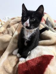 Lost Female Cat last seen Avenue X and east 29st, Brooklyn, NY 11235